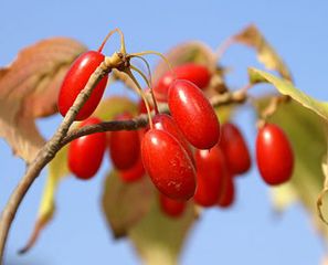 Кизил
