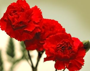 Гвоздичное масло